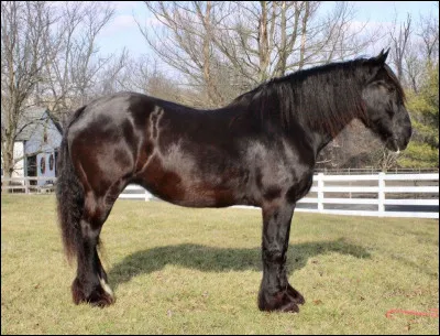 Quelle est cette race de cheval ?