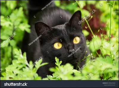 Comment s'appelle ce chat ?