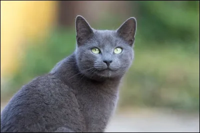 Quelle est cette race de chat ?
