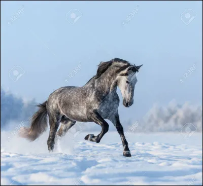 Quelle est cette race de cheval ?