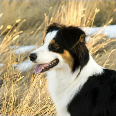 Quelle est cette race de chien ?