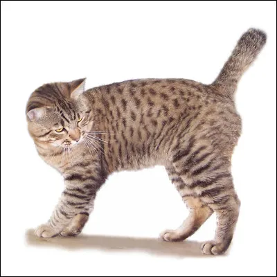 Et quelle est cette race de chat ?