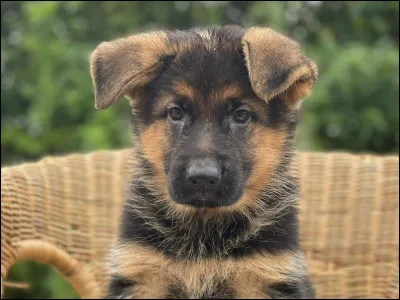 Quelle est cette race de chien ?