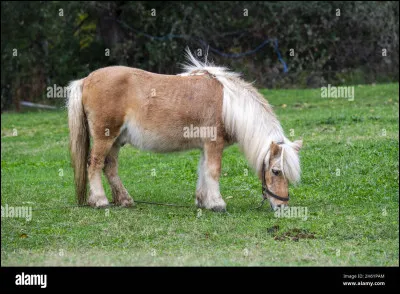 Ce cheval quel est-il ?