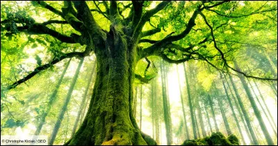 À qui doit-on la chanson "Vis ta vie" ?