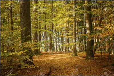 Comment s'appelle le type d'arbre qui perd ses feuilles à chaque saison ?