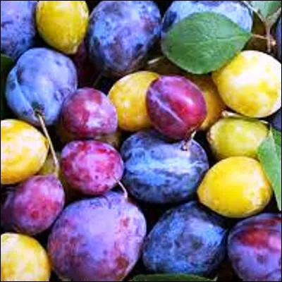 Quelle variété de prune est spécialement répandue en Lorraine, où elle bénéficie dune IGP ?