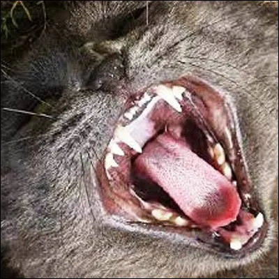 Quel félin possède la mâchoire la plus puissante au point quil tue en mordant le crâne pour atteindre directement le cerveau ?