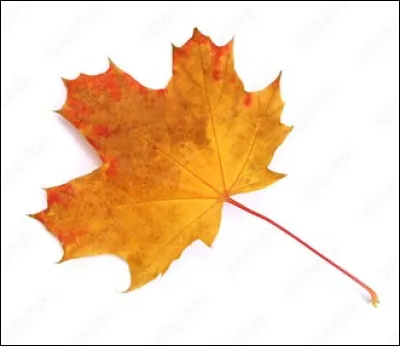 De quel arbre provient cette feuille ?