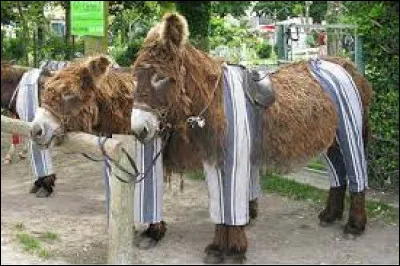 Sur quelle île de Charente-Maritime peut-on voir ces ânes en culottes ?