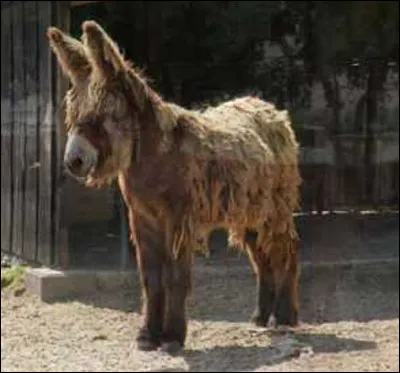 Quel est cet âne ?