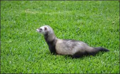 Quelle lettre faut-il remplacer pour obtenir un parfum ?