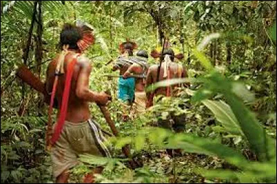 En Amazonie, de quel poison, extrait d'une liane tropicale, les indiens induisent-ils leurs flèches ?