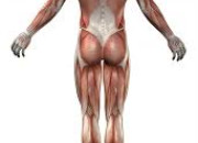 Quiz Les muscles du corps