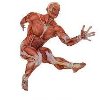 Sous quel nom est connu le triceps sural ?