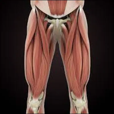 Quel groupe de cinq muscles sert à rapprocher les cuisses l'une de l'autre ?