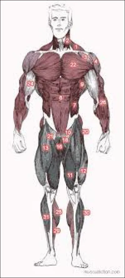 Combien de muscles compte le corps humain ?