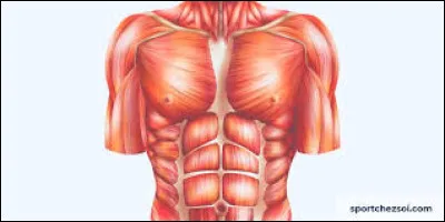 Où se situe le muscle du trapèze ?