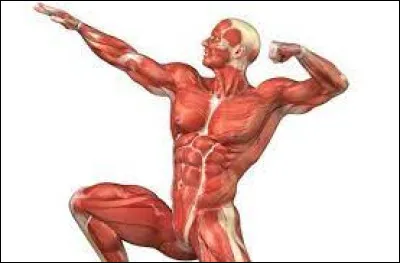 Lors dun effort musculaire, quel déchet est produit par les muscles ?