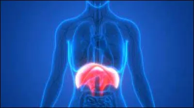 Quel muscle fin séparant le thorax de l'abdomen contracte-t-on pour retenir sa respiration ?