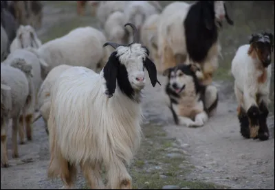 Trouvez le nom d'une laine de prix !