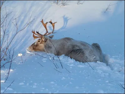 C'est un(e) humoriste français(e) !