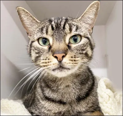 Quel animal préfères-tu ?