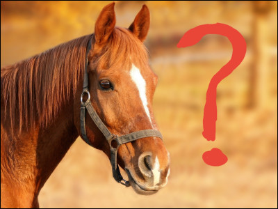 Pour vous un cheval c'est quoi ?