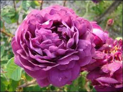 Quel nom de personnage historique porte cette espèce de rose ?
