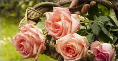 Quelle est la capitale française de la rose ?