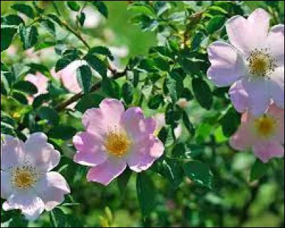 Quelle fleur pousse sur la plante surnommée ''rosier des chiens'' ?