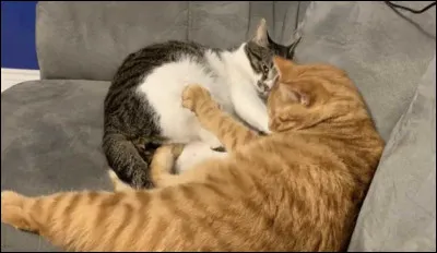 En langue normande, comment dit-on le mot "chat" ?