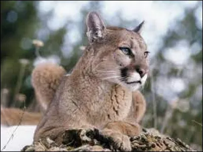 Sous quel nom le cougar est-il plus connu ?