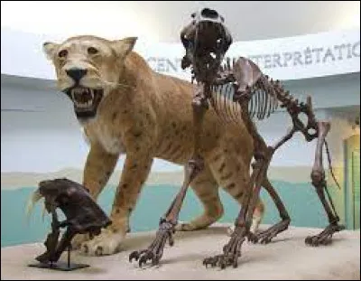 Comment appelle-t-on la troisième sous-famille des félins aujourd'hui disparue ?