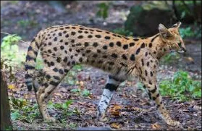 Sur quel continent vit le serval ?