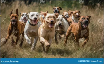 Si tu vois une meute de chiens sur le territoire du clan du Vent, que fais-tu ?