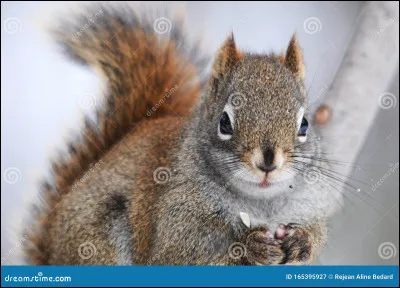 Quelles proies voudrais-tu manger ?