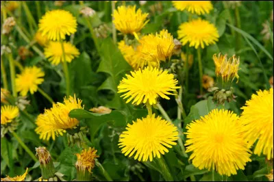 Quelles sont les propriétés du pissenlit ?
