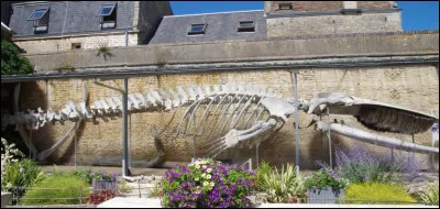 Dans quelle ville côtière de Normandie est exposée le squelette de cette baleine découverte échouée en 1885 ?