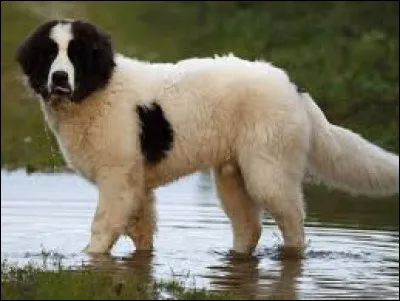 Quelle est la race de ce chien ?