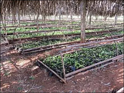 Que signifie l 'adjectif thériomorphe ?