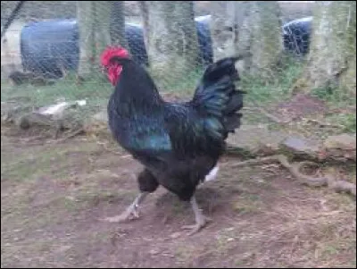 Votre jeu de piste vous conduit maintenant dans un poulailler de la "Grande Île''. 
Allez-vous faire un mauvais sort à cette belle poule noire pondant des ufs marron ‽ 
Possiblement, mais tout d'abord, la consigne est d'en trouver le nom, le reste ne tient qu'à vous !
Quel type de support met-on à la suite de ''Gé-'' ?