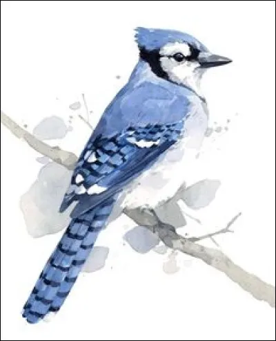 Quel est son nom en anglais ?