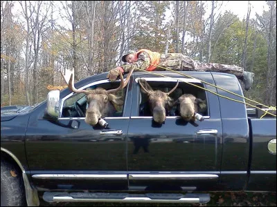 En Alaska, il est interdit de pousser un orignal (élan) vivant en dehors d'un avion en vol !