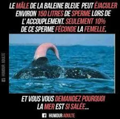 En Californie, il est illégal de tirer sur quoi que ce soit depuis sa voiture, sauf si c'est une baleine !