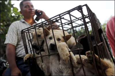 En Chine, il est interdit de tuer un chien ou un chat avec un éventail !