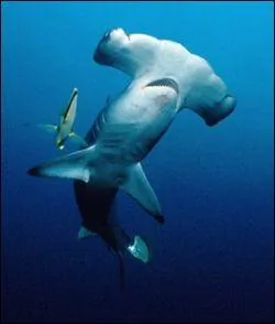 Quels sont les requins qui portent le nom d'un outil ?