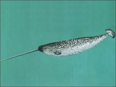 L'animal marin qui fait immanquablement penser  la licorne est :