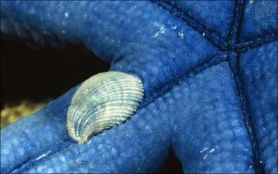 Combien de bras l'toile de mer possde-t-elle ?