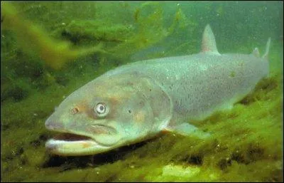 Comment s'appelle le saumon du Danube qui peut peser jusqu' 50 kg ?
